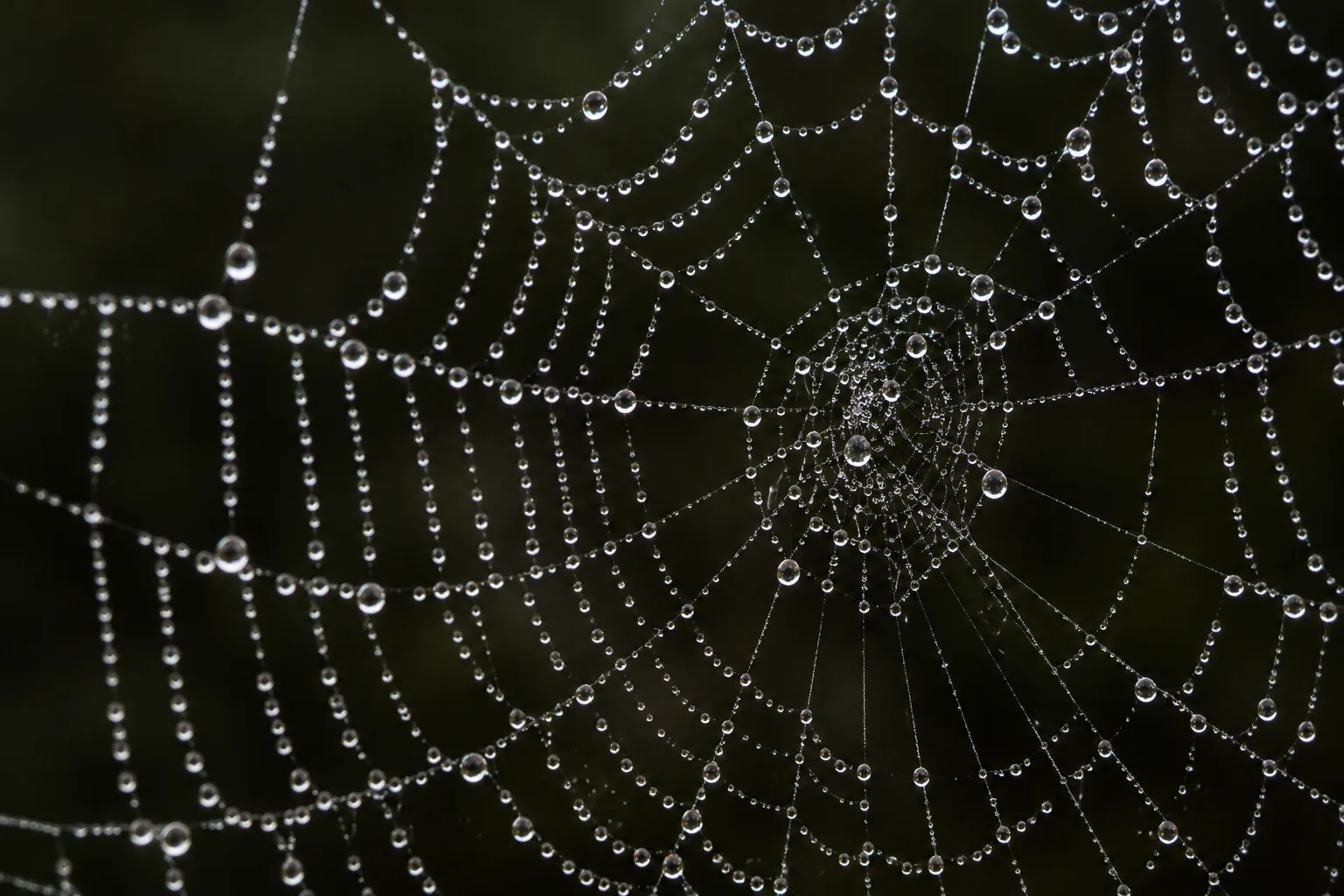 Een spinnenweb met dauwdruppels in verschillende stadia van vorming, tegen een donkere achtergrond.
